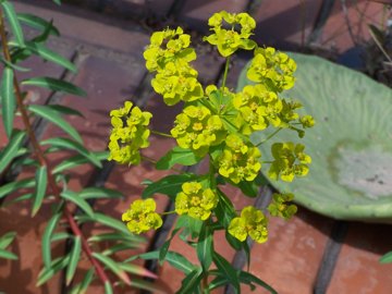 Euphorbia ceratocarpa / Euforbia cornuta